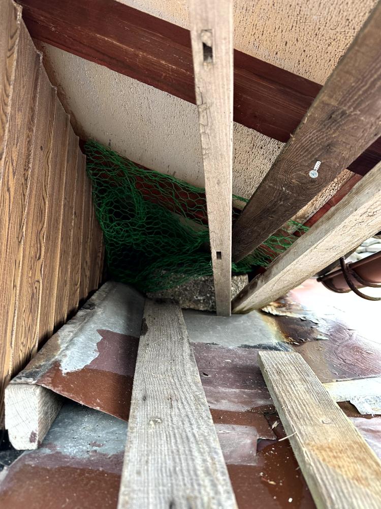 ハクビシン対策